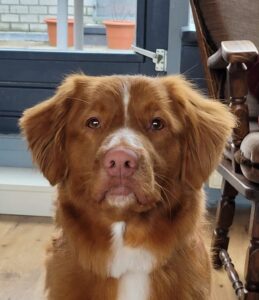 Stichting Zino Tommy