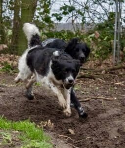 Stichting Zino Wietske en Hunter