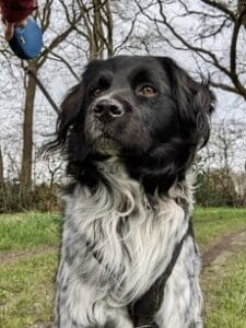 Stichting Zino Dapper1