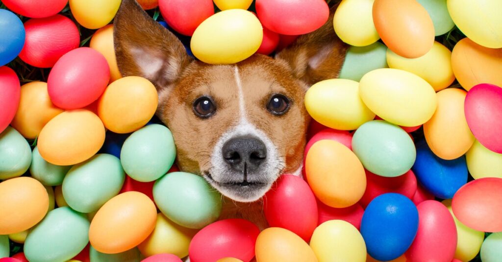 Dierenlot Paasuitdaging Stichting Zino