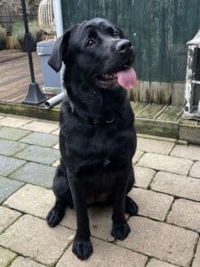 Stichting Zino Skylar