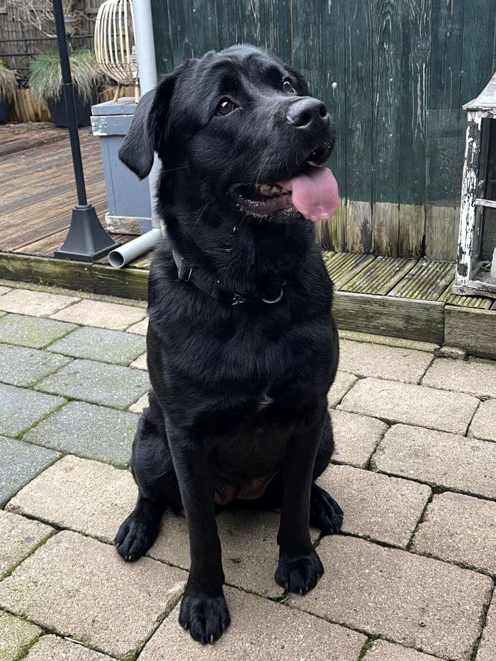 Stichting Zino Skylar