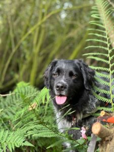 Stichting Zino Borre