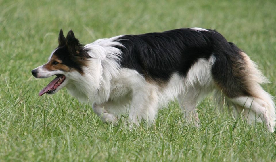 Stichting Zino stopt met de herplaatsing van Border Collies