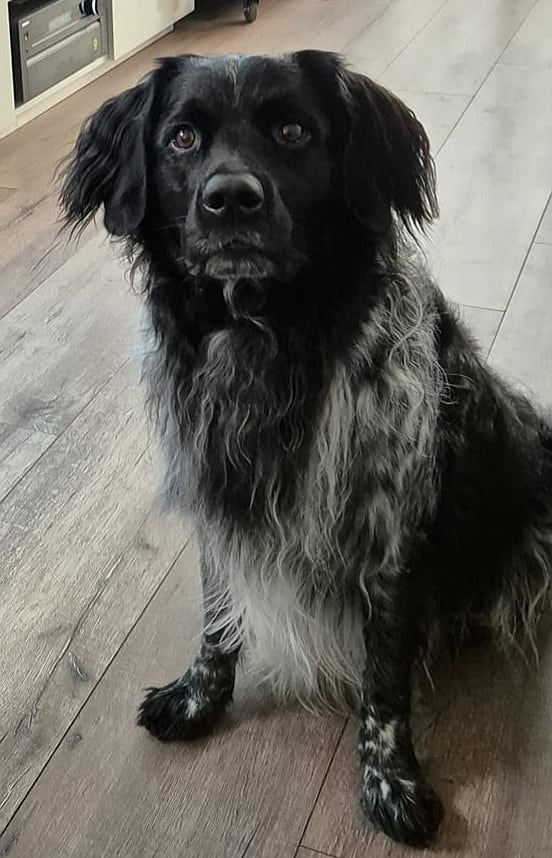 Stichting Zino Bayko