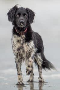 Stichting Zino Tjibbe