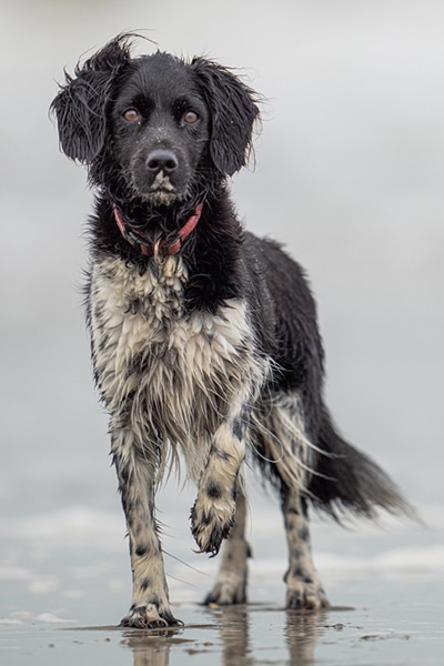 Stichting Zino Tjibbe
