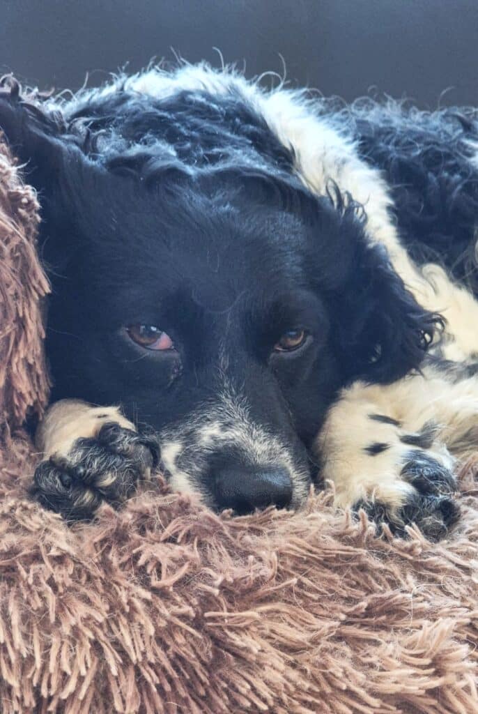 Stichting Zino Floki