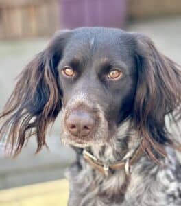 Stichting Zino Sköll