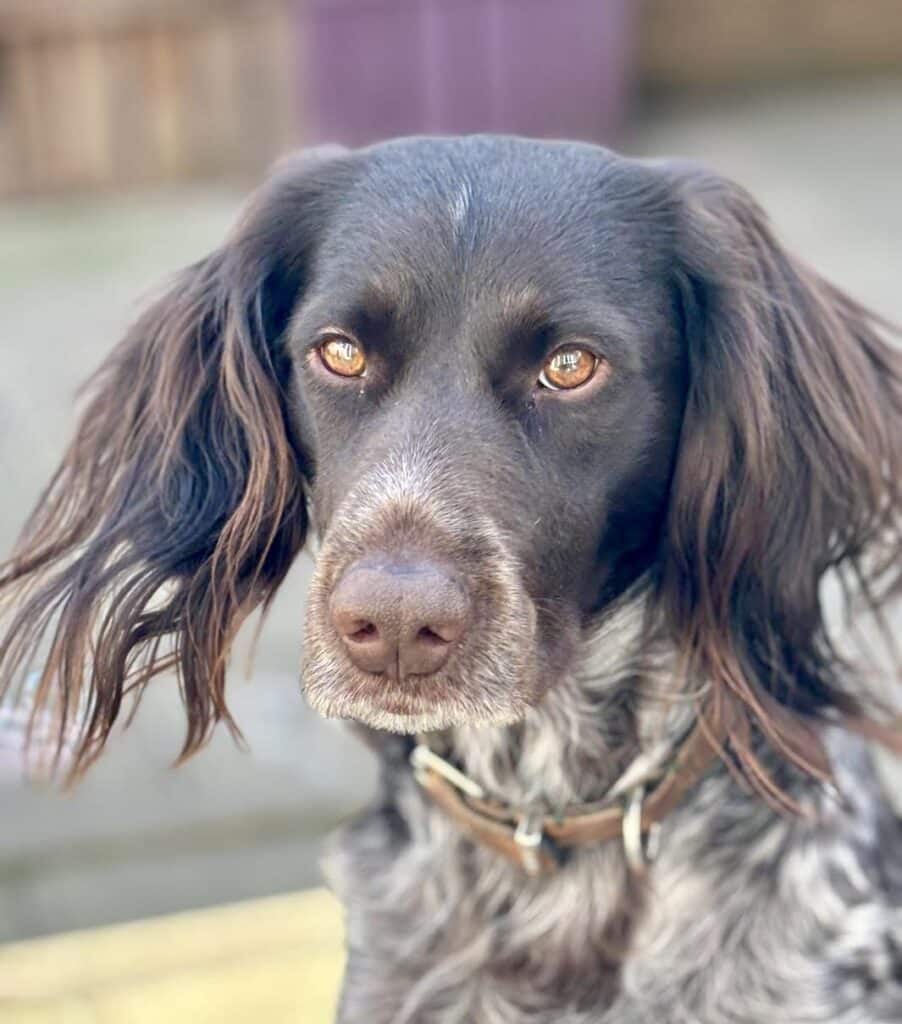 Stichting Zino Sköll