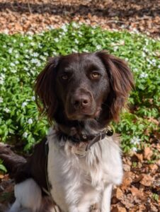 Stichting Zino Bodhi
