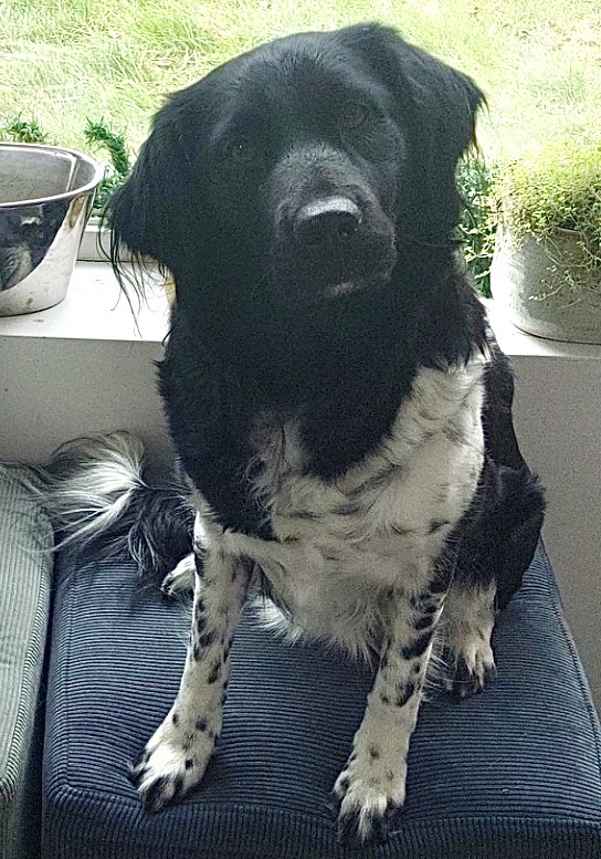 Stichting Zino Sterre