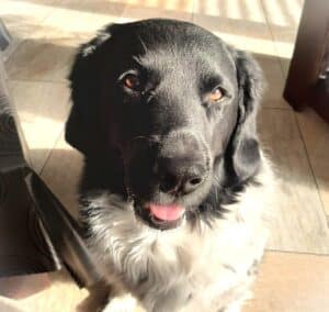 Stichting Zino Hiltje