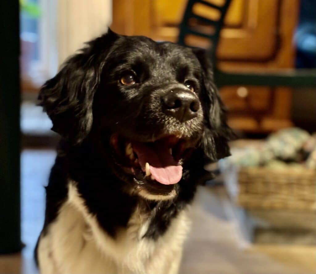 Stichting Zino Miles