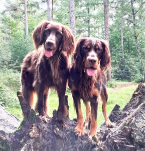 Stichting Zino Nonna en Sjors