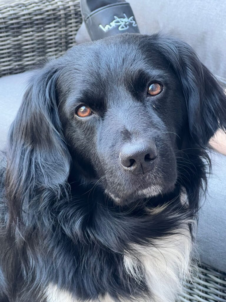 Stichting Zino Bijke