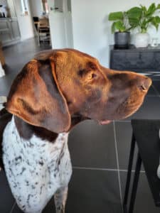 Stichting Zino Harley kop