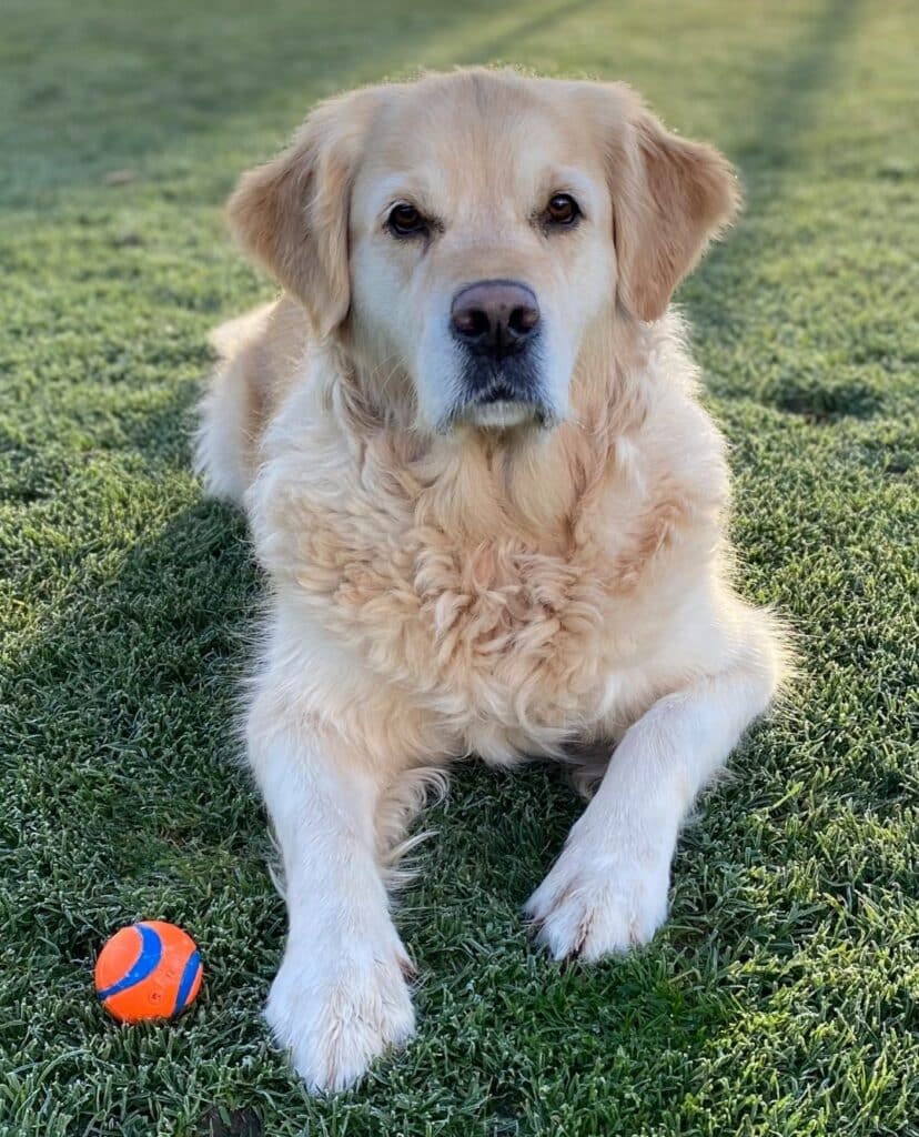 Stichting Zino Phoebe