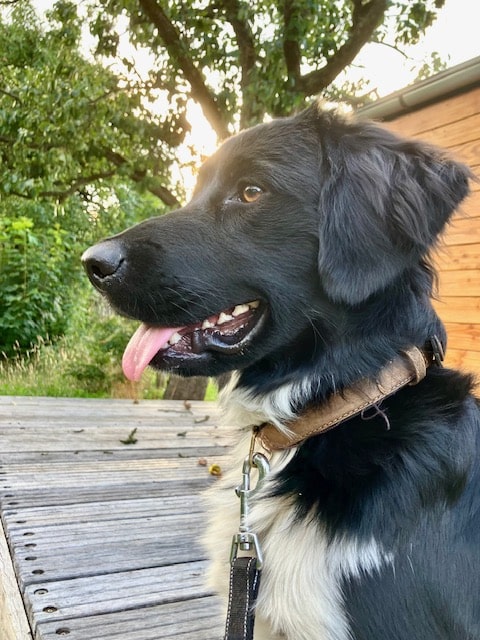 Stichting Zino Stach