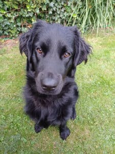 Stichting Zino Bobby