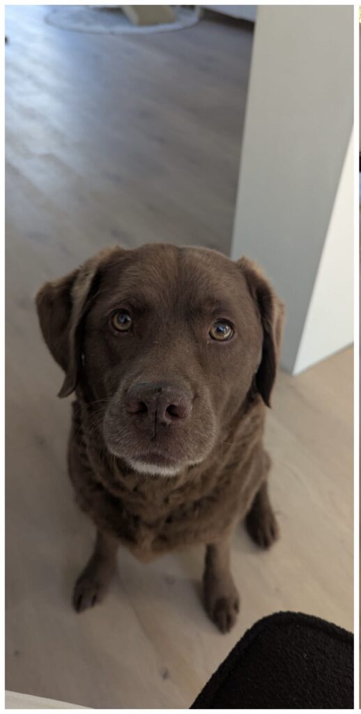 Senna zoekt een nieuwe beste mand!