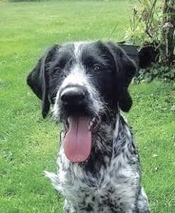 Stichting Zino Kees kop