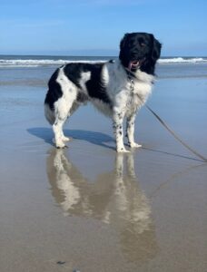 Stichting Zino Boris(st) strand