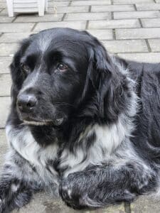 Stichting Zino Bowie