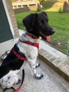 Stichting Zino Rinske