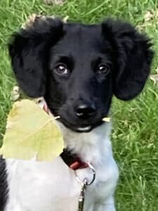 Stichting Zino Rinske