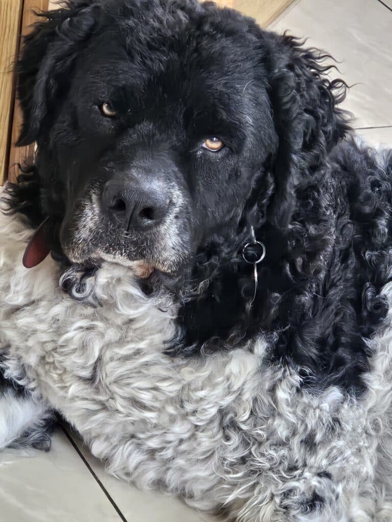 Douwe zoekt een nieuwe beste mand