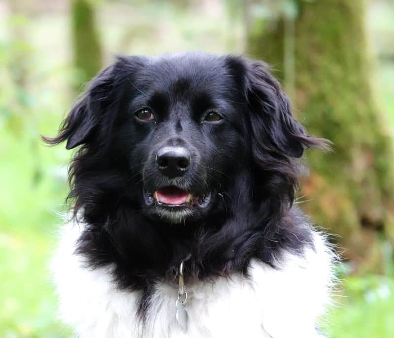 Jazz zoekt een nieuwe beste mand! [Inschrijving gesloten]