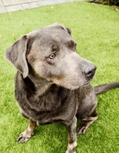 Stichting Zino Tessa