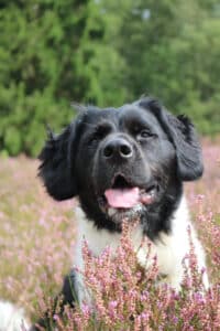 Stichting Zino Tjibbe