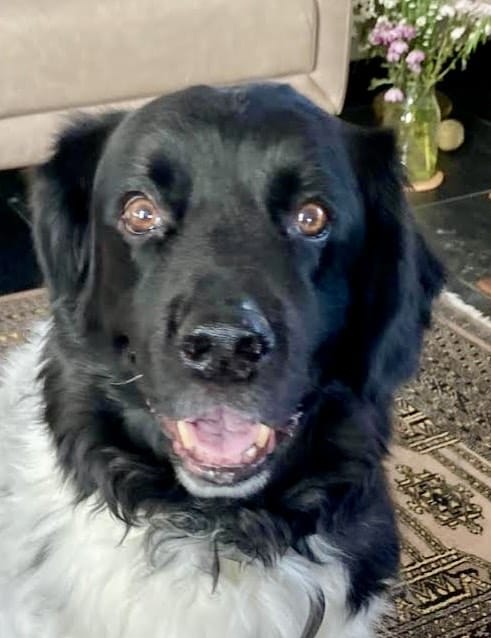 Guapo zoekt een nieuwe beste mand!