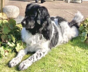 Stichting Zino Guapo