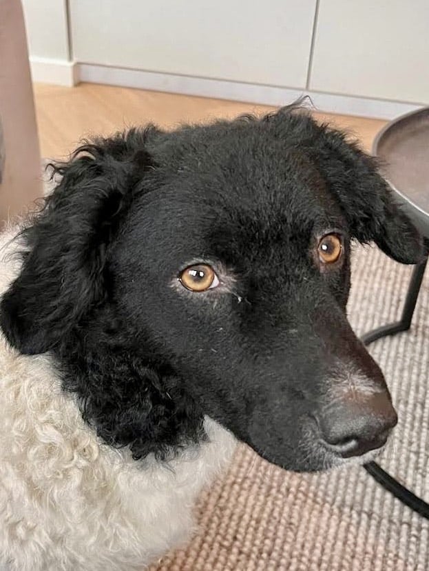 Lana zoekt een nieuwe beste mand! [Inschrijving gesloten]