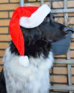 Stichting Zino Kerstsluiting