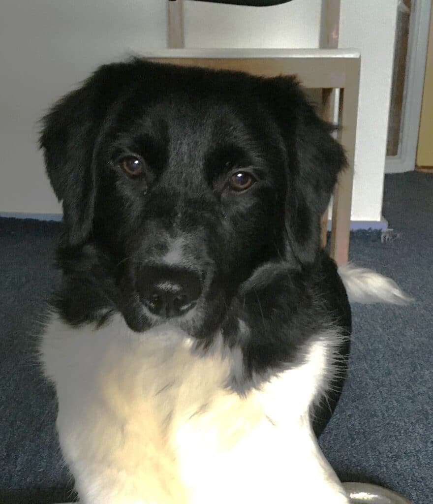 Gina zoekt een nieuwe beste mand!