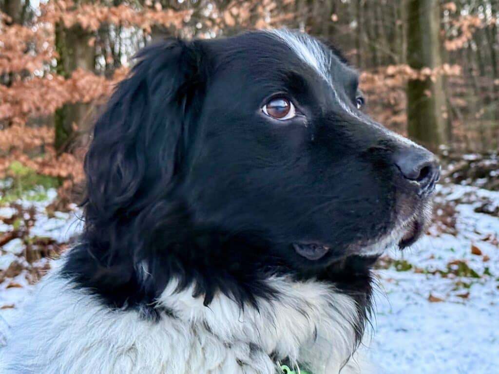 Jimmy zoekt een nieuwe beste mand!