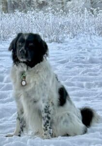 Stichting Zino Jimmy