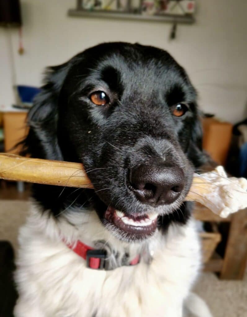 Luna zoekt een nieuwe beste mand!