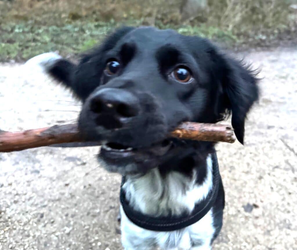 Norah zoekt een nieuwe beste mand!