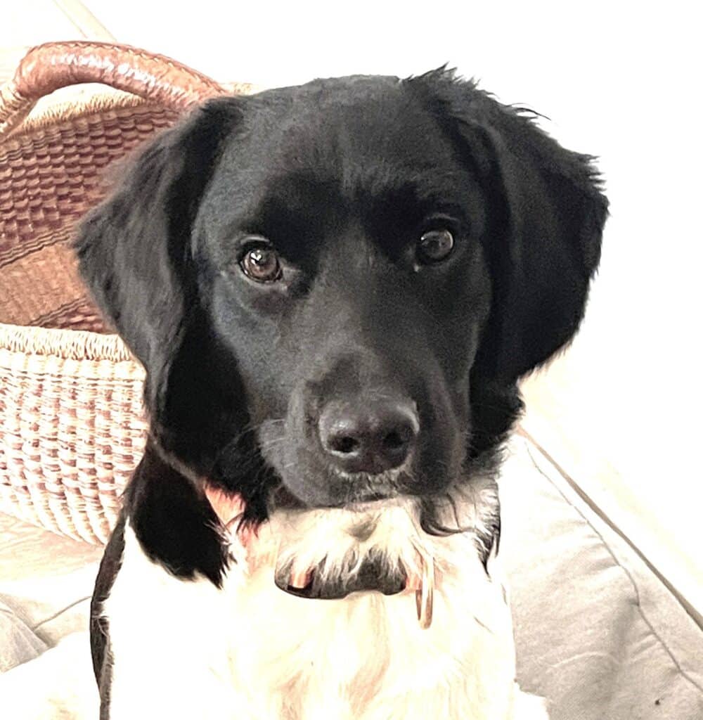 Romy zoekt een nieuwe beste mand!