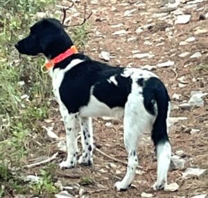 stichting Zino pippa onder