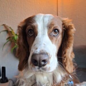 stichting zino Flinn1