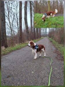 Stichting Zino Flinn2
