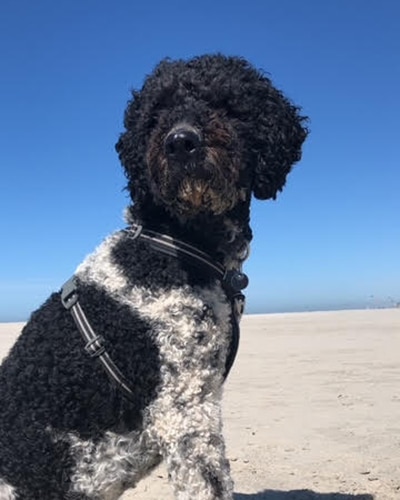 Sypke zoekt een nieuwe beste mand!