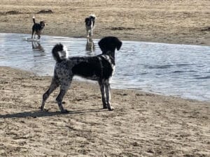 Stichting Zino Sypke