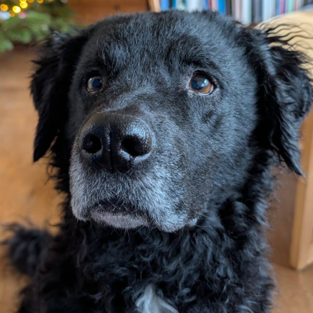 Tizzy zoekt een nieuwe beste mand!